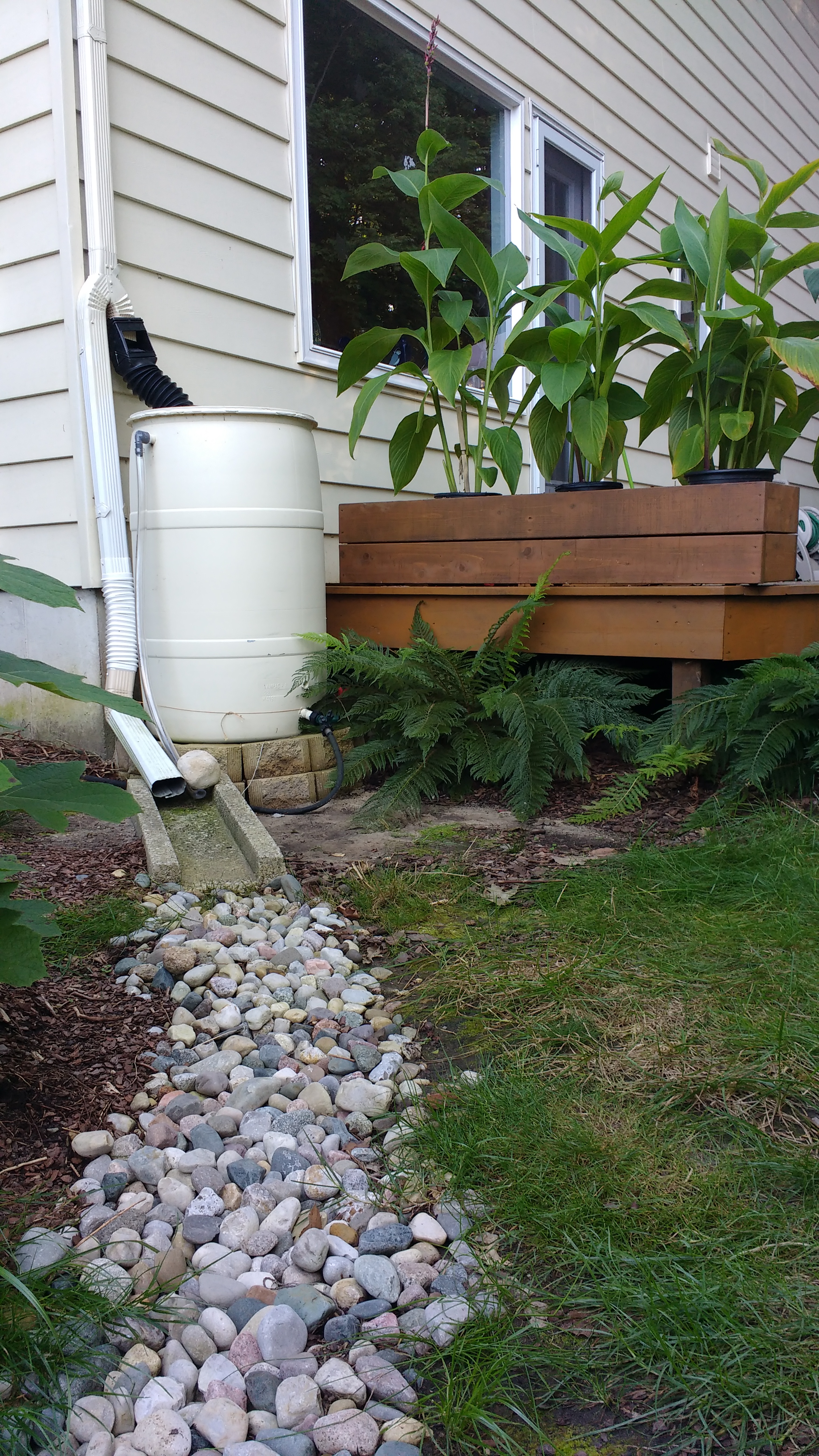 overview photo of author's rain barrel installation, select to view article on rain barrels