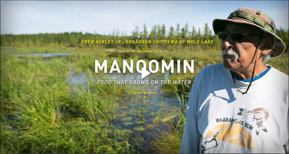 image from video about manoomin, food that grows upon the water, select to view video